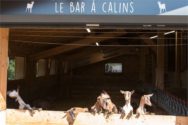 Bar à calin à St Jean d'Aulps - Yvan Tisseyre / OT Vallée d'Aulps