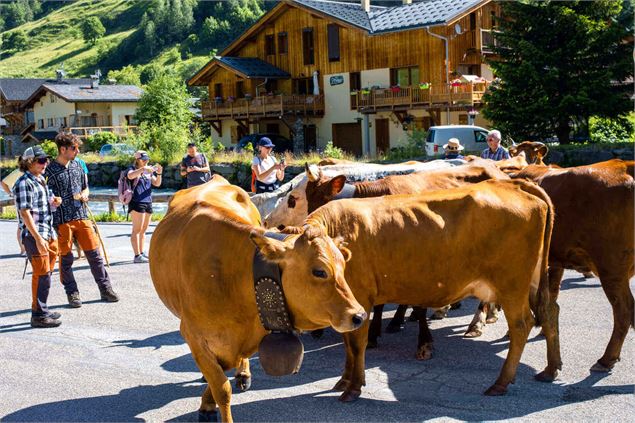 Vaches - L.Brochot