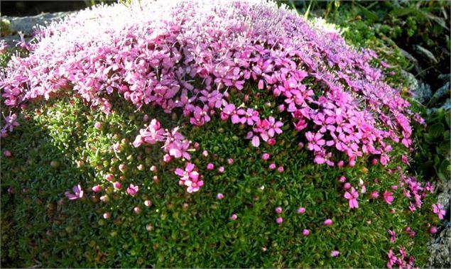 Botanique Passion, plantes médicinales et culinaires - Marie-Odile Dion