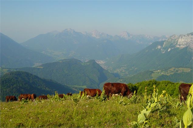 Alpage de Sulens - Alpage Ecole - Sortie Nature - Office de tourisme