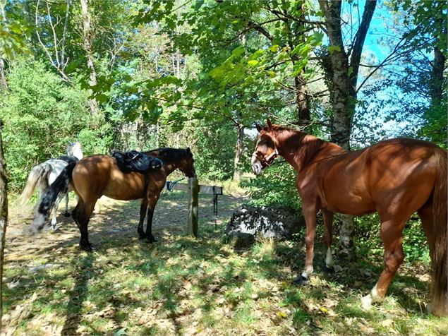Balade en cheval - Domaine Equestre de la Maurinière