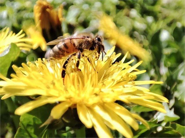 Abeille - ©Comptoir des Limbes
