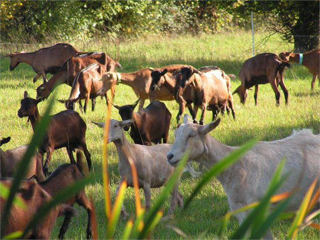 Visite de la ferme, traite des chèvres et dégustation de fromage_Illiat