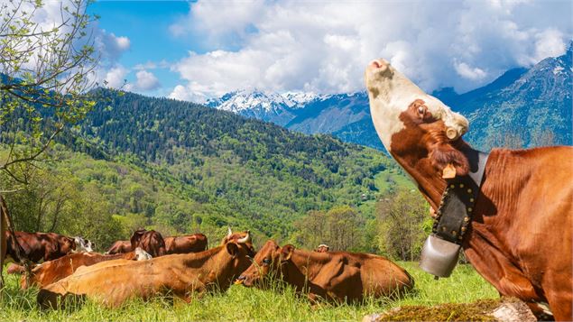 Vache alpage