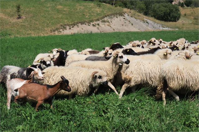 Troupeau de moutons - OT Saint Jean d'Arves Les Sybelles