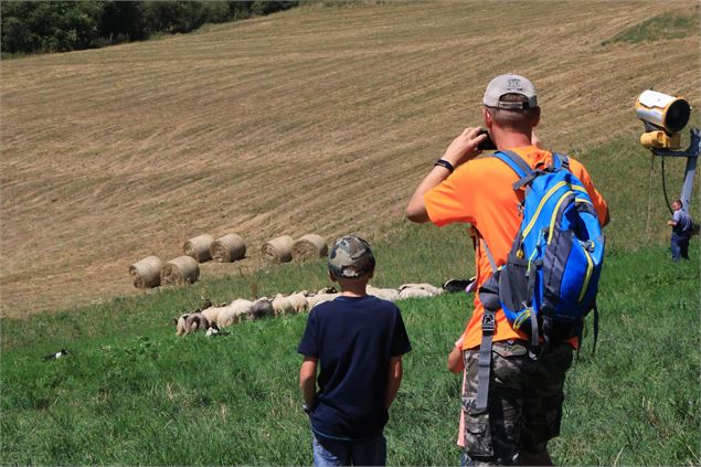 Vacanicers regardant le troupeau de moutons - OT Saint Jean d'Arves Les Sybelles