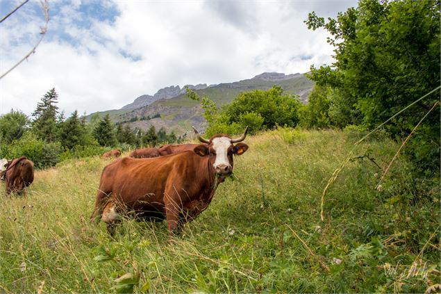 Rencontre avec les vaches dans les alpages - Office de Tourisme du Val d'Arly