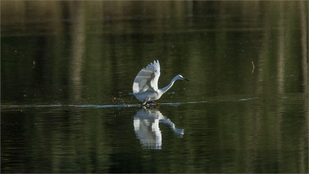 À la rencontre des oiseaux de la Dombes - AureLphotog