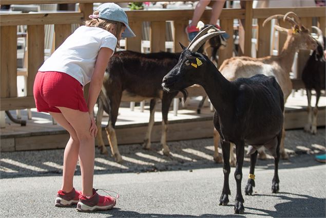 Fête de la Chèvre aux Lindarets, village des chèvres au coeur des Portes du Soleil. - OT Vallée d'Au