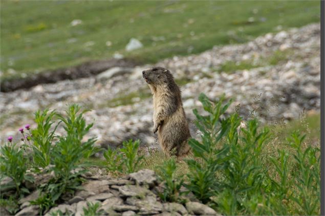 Vis ma vie de marmotte dans la Réserve naturelle de la Grande Sassière_Tignes - Chloé Tardivet - PNV
