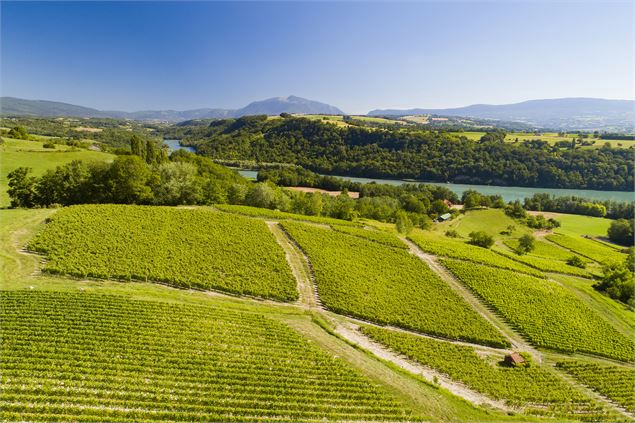 Visite des vignes et cave Maison Mollex_Corbonod - Maison Mollex