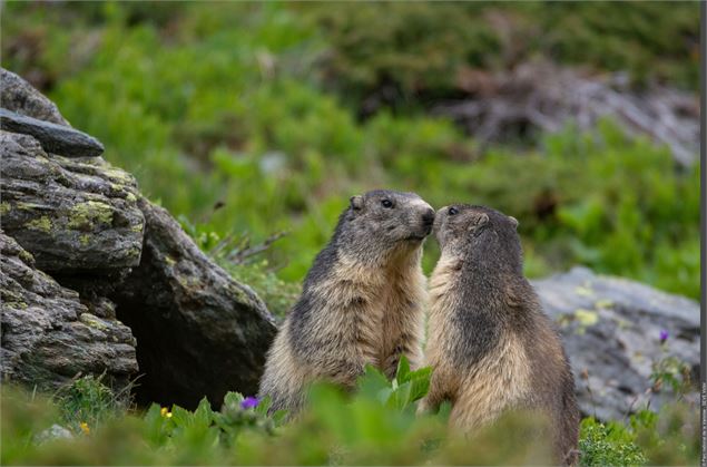 Marmottes - Victor SEVE - PNV