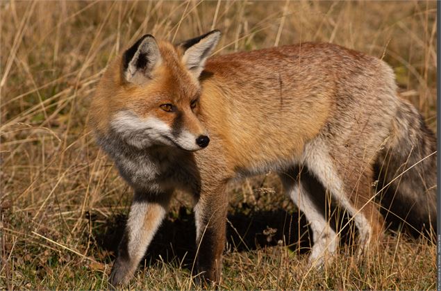 Renard - Sandrine Berthillot - PNV