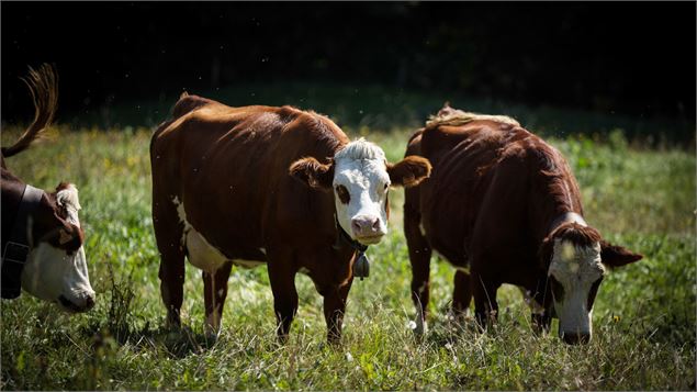 Visite de la Ferme Les Noisetiers - EARL Les Noisetiers