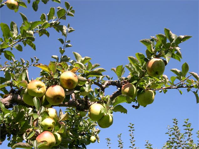 Pommes - Pierre-Yves Vallat