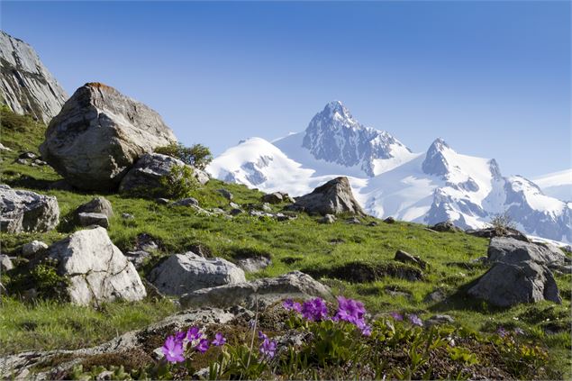 L'aiguille des Glaciers (3817m) - M. Reyboz - AB Tourisme
