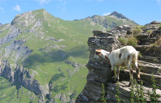 Chèvre dans la vallée des Glaciers - M. Reyboz - AB Tourisme