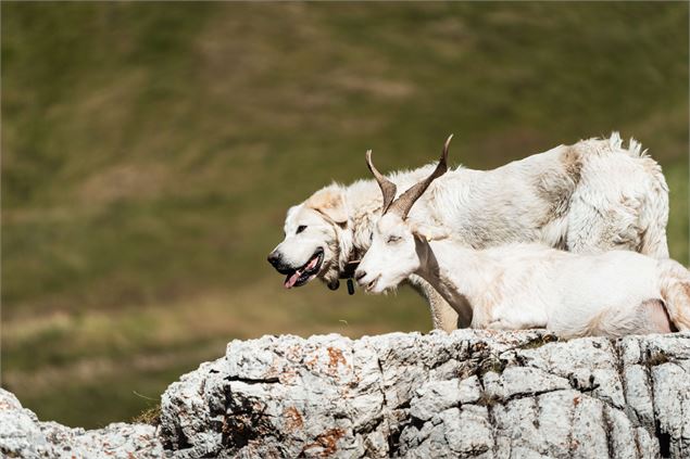 Troupeau dans la vallée des Chapieux - M. Reyboz - AB Tourisme