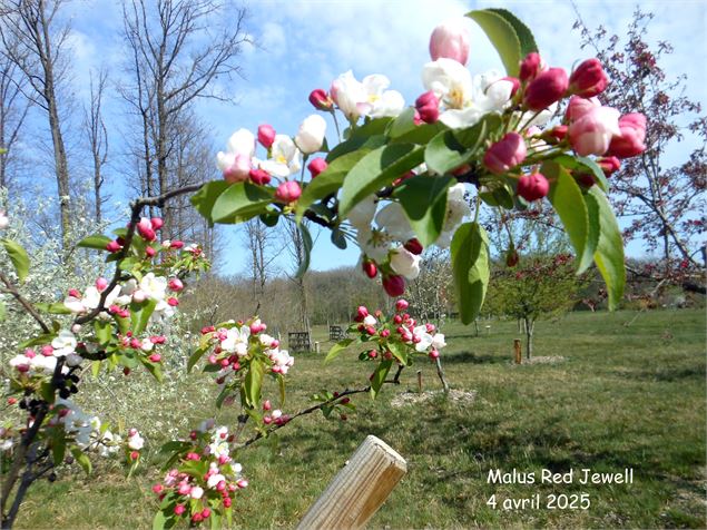 Arboretum, la nature se raconte, écoutez-là !_Bresse Vallons - ©Arbres et nature