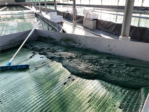 récolte de la spiruline