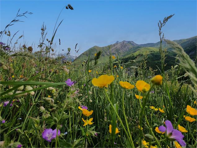 Semaine Nature & Biodiversité - © OT Saint Sorlin d'Arves - V Bellot-Mauroz