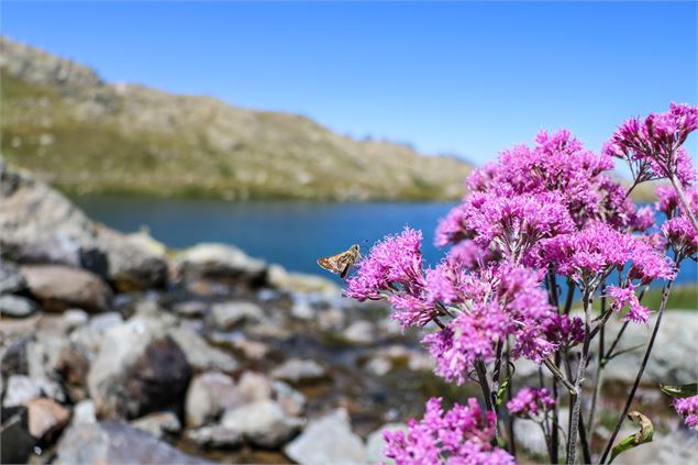 Papillon face au Lac Bramant - © OT Saint Sorlin d'Arves - V Bellot-Mauroz