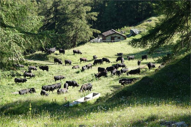 De la vache au fromage