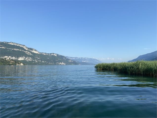 La roselière au nord du Lac du Bourget - bateaucanal