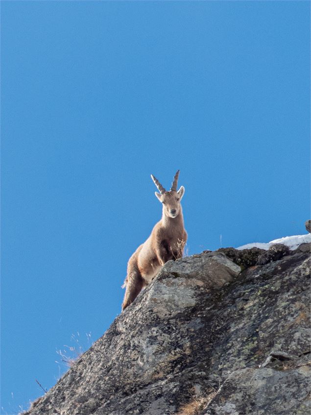 Jeune bouquetin perché sur une falaise - AdobeStock