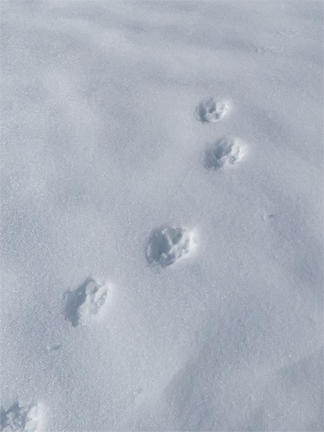 Empreintes dans la neige - AdobeStock