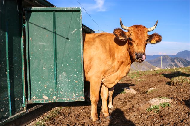 Vache à la sortie de la traite - © OT Saint Sorlin d'Arves - V Bellot-Mauroz