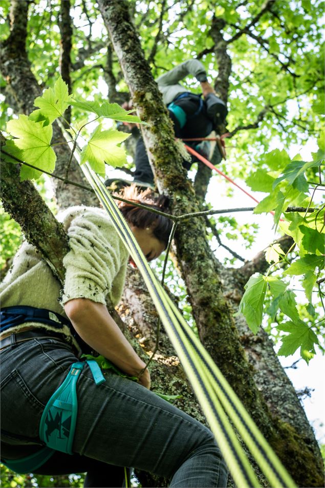 Les arbres vous tendent la branche 2 - @PIerrick Aubert