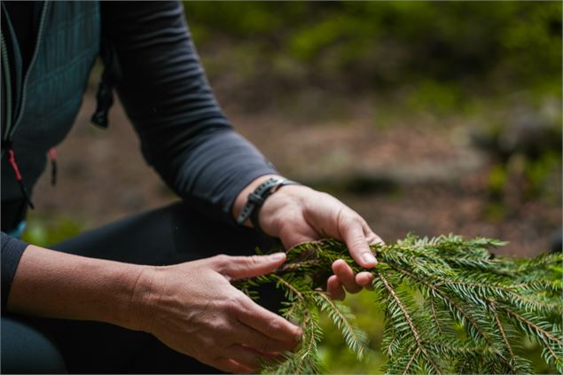 Dans les pas d'un forestier