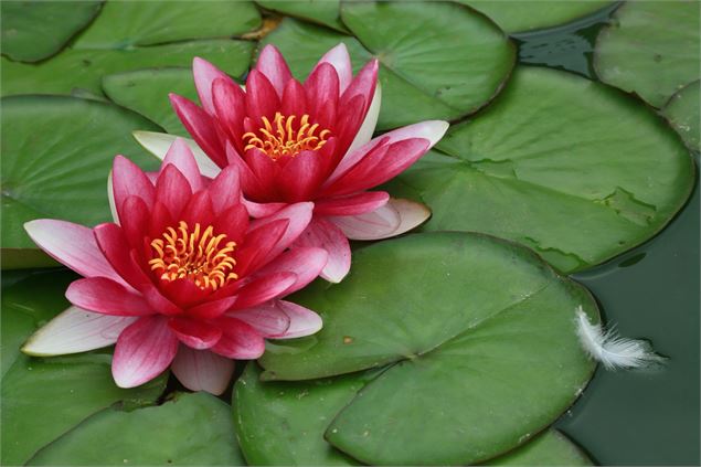 Fleurs de lotus - M.Parsy