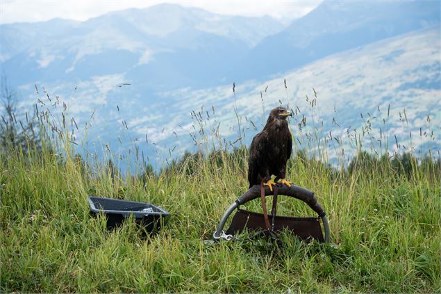 Nature & Cie : Natur'ailes_Peisey-Vallandry - ADS