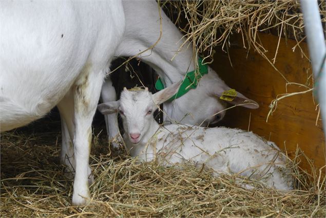 Visite et atelier pédagogique à la ferme