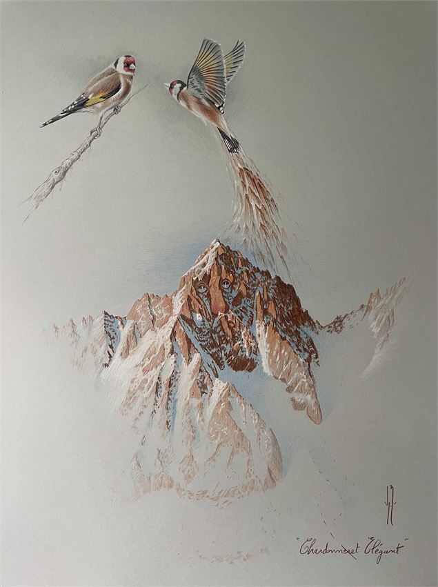 Chardonneret élégant - BOURLOT