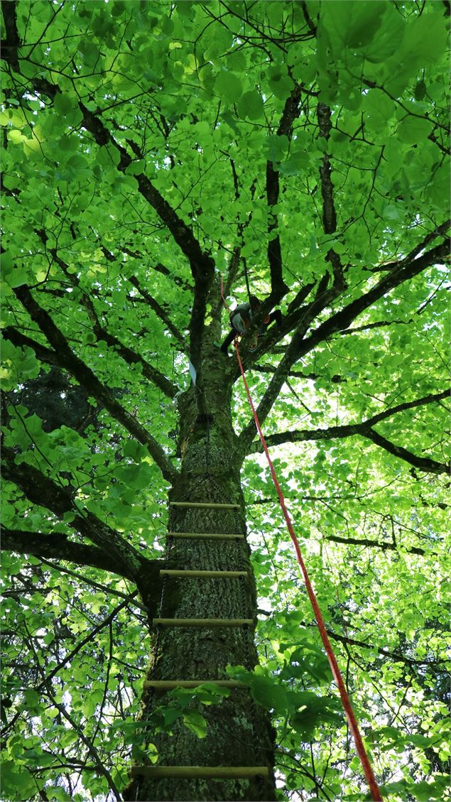 balade dans les arbres - Office de Tourisme du Val d'Arly