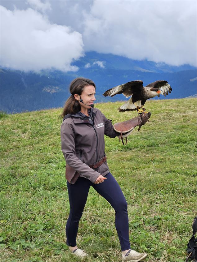 Les Aigles du Léman - Spectacle de rapaces - Megève Domaine Skiable