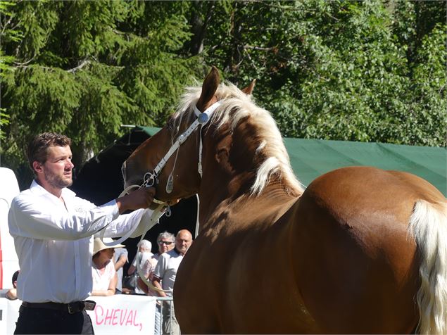 Cheval - OT Flumet/St Nicolas