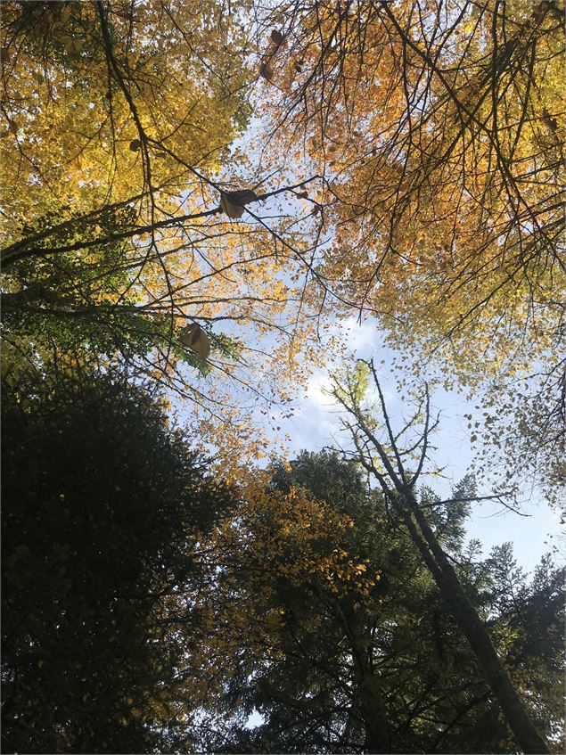 Au cœur des arbres - Magali Natur'harmonie - Matcha pour Magali Natur'harmonie