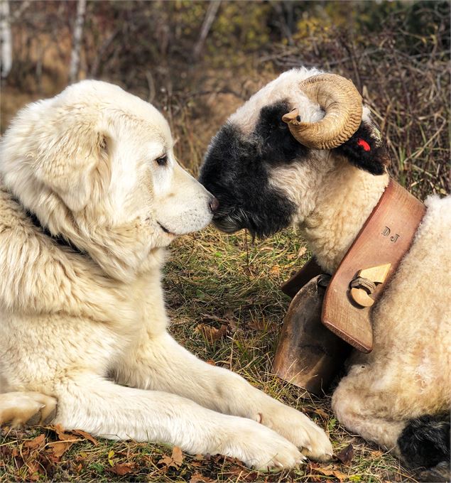 Chiens de protection de troupeaux - © Claire Jeannerat