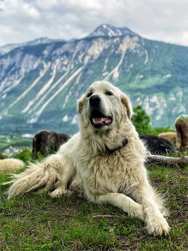 Chiens de protection de troupeaux - © Claire Jeannerat