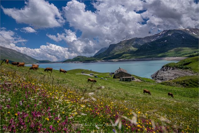 Troupeau de vaches tarines en alpage au Mont Cenis - SDB