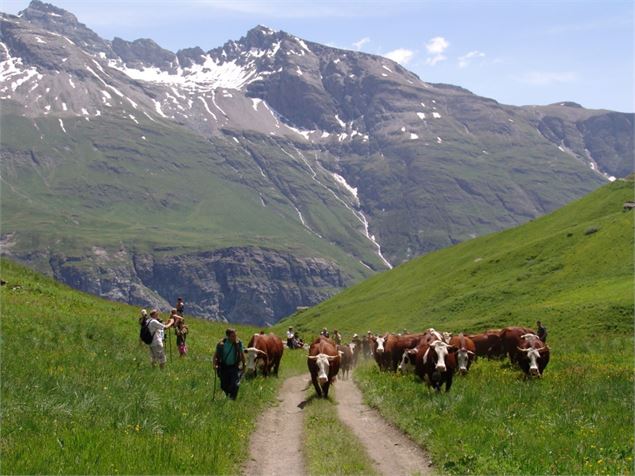 Troupeau d'Abondances à l'alpage du Vallon - SDB
