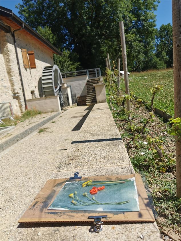 Atelier artistique : cyanographie végétale_Moulin de Carra_Ville-la-Grand - Atelier artistique : cya
