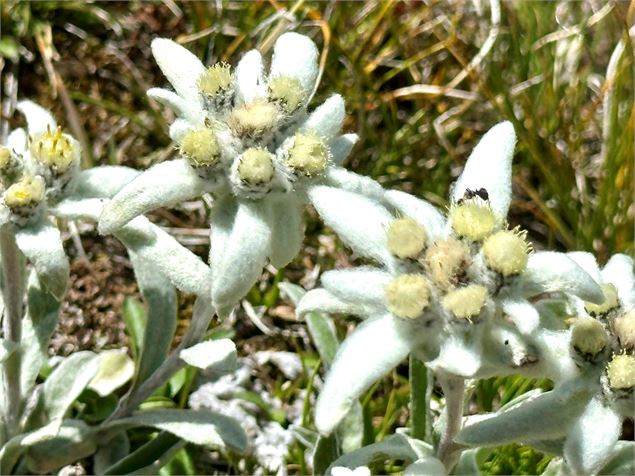 Edelweiss - Patrick Dion