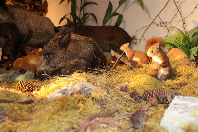 Journées Européennes du Patrimoine - Visite du Musée de la Faune_Bellevaux - Ministère de la Culture