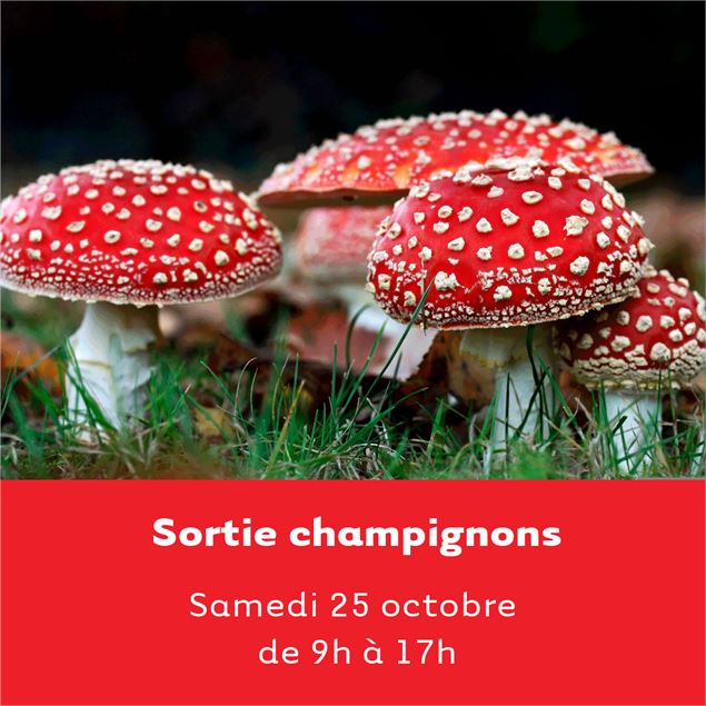 Journée cueillette de champignons et pique-nique à Seillonnaz - unsplash