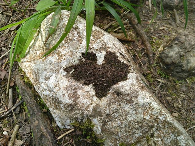 Balade ressourçante Sur les traces du loup - Magali Parsy